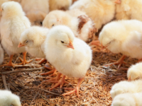 Nuevas fuentes de energía renovables a partir residuos avícolas