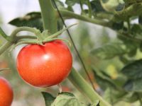 Soluciones contra enfermedades víricas emergentes en tomates y curcubitáceas
