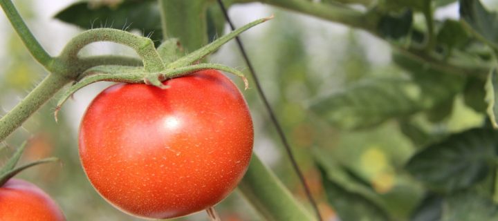 Soluciones contra enfermedades víricas emergentes en tomates y curcubitáceas