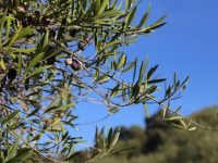 Antracnosis del olivo: nuevos hallazgos sobre el hongo causante de la enfermedad