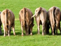 Medidas para reducir el metano emitido por el ganado