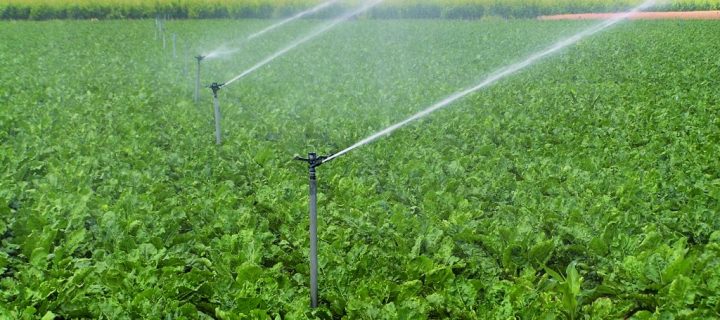 Reducen el consumo de agua y energía en el cultivo de remolacha