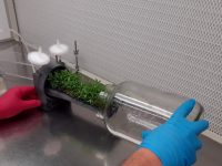 Desarrollan un biorreactor que reduce un 80% el tiempo de manipulación de cultivos vegetales in vitro