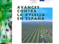 LIFE Resilience afronta su última etapa con grandes avances contra la Xylella fastidiosa en España