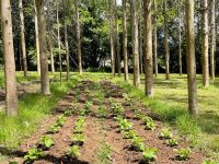 Regeneran suelos en plantaciones intensivas de eucalipto
