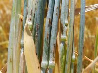 Razas de roya amarilla y del tallo en trigo e implicaciones para su control