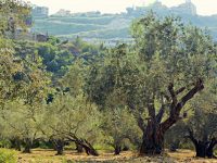 Lanzan una nueva plataforma que incrementa un 13% la eficiencia del cultivo del olivar