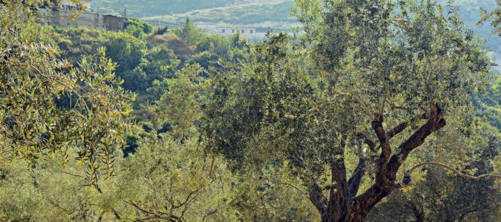 Lanzan una nueva plataforma que incrementa un 13% la eficiencia del cultivo del olivar