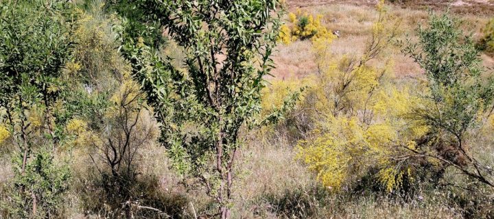 Rápida evolución de almendra amarga en varias regiones de Andalucía