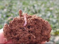 La comunidad bacteriana del suelo responde a la aplicación de compost con beneficios agrícolas y medioambientales