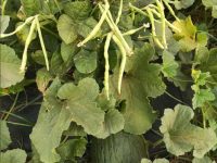 El cultivo intercalado de melón y caupí mejora los nutrientes del suelo