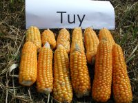 Obtienen pan de maíz de máxima calidad a través de la selección de variedades autóctonas de Galicia