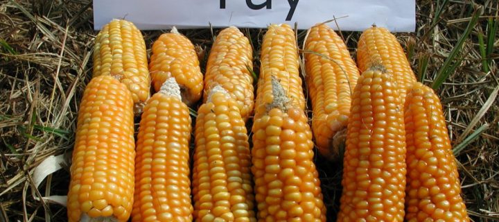 Obtienen pan de maíz de máxima calidad a través de la selección de variedades autóctonas de Galicia