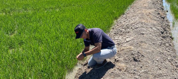 Nueva tecnología que disminuye el impacto de la salinidad en cultivos de arroz