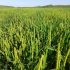 Arroz Brazal, el arroz de altura cultivado en Aragón
