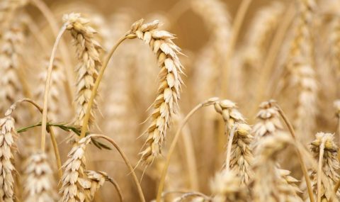 La mejora en las variedades de trigo ha aumentado la producción y el cuidado del medio ambiente