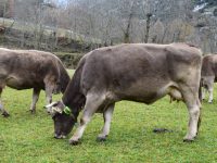 Collares de geolocalización para la ganadería extensiva de los Pirineos