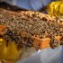 Miel Muria, la apicultura ecológica del Delta del Ebro