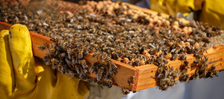 Miel Muria, la apicultura ecológica del Delta del Ebro