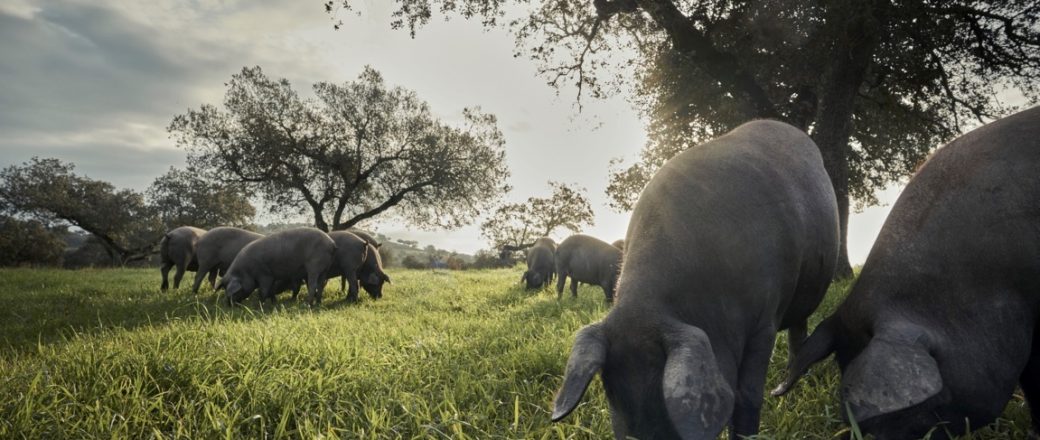 Diseñan un cuestionario para conocer la bioseguridad de explotaciones de porcino extensivo