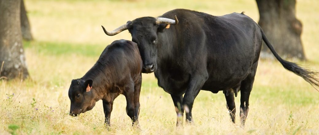 Re-Livestock pretende desarrollar sistemas ganaderos adaptados al cambio climático