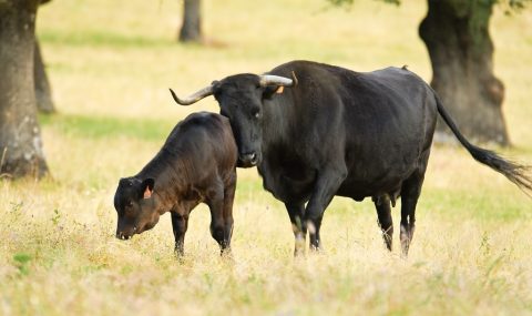 Re-Livestock pretende desarrollar sistemas ganaderos adaptados al cambio climático