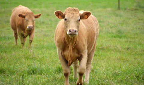 Adopción de innovaciones en las explotaciones extensivas de vacas de carne