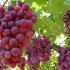 La uva de mesa sin pepitas, el producto estrella de Moyca