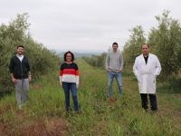 Las cubiertas vegetales mejoran la calidad de los suelos en los olivares