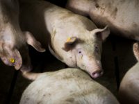Optiporc mejorará la sostenibilidad de la producción porcina