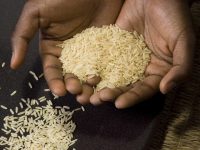 Logran un nuevo avance en la fijación biológica de nitrógeno en arroz