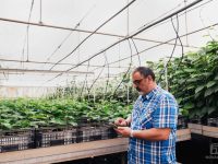Un vivero de Murcia cultiva por primera vez kiwi