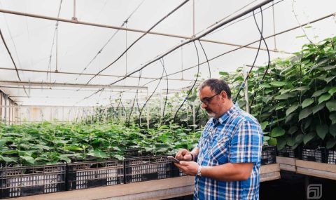 Un vivero de Murcia cultiva por primera vez kiwi