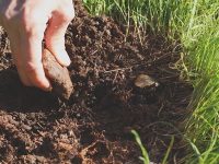 Nace Soilbio, nuevo proyecto para investigar los efectos del manejo agrícola de los suelos sobre su biodiversidad