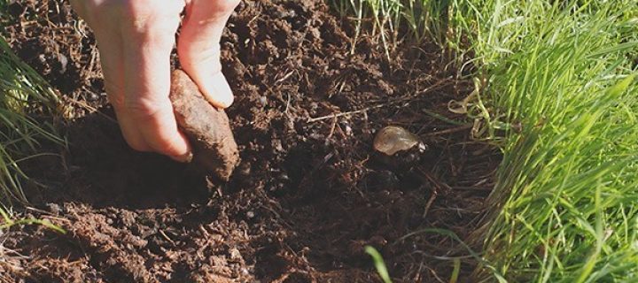 Nace Soilbio, nuevo proyecto para investigar los efectos del manejo agrícola de los suelos sobre su biodiversidad
