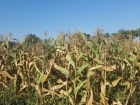 Mejorar la eficiencia del maíz en el uso de nitrógeno en condiciones de sequía
