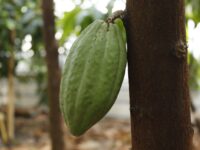 La estación experimental IHSM La Mayora cultiva cacao por primera vez en Europa