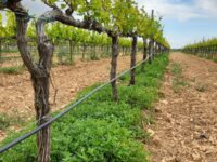 Efecto positivo de las cubiertas en la calidad del suelo del viñedo