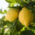 La huella hídrica del limón español ha disminuido casi un 40% en 30 años