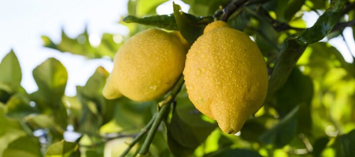La huella hídrica del limón español ha disminuido casi un 40% en 30 años