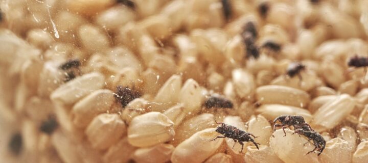 Nace Conbiograin para evaluar el control biológico de plagas en el arroz almacenado