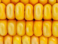 Nuevas fichas de variedades de maíz en grano de Genvce