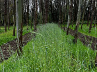 Un 75% de las plantaciones de eucalipto podrían recuperarse para la agricultura