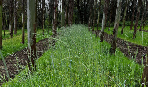 Un 75% de las plantaciones de eucalipto podrían recuperarse para la agricultura