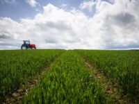 Cepsa y CSIC investigan la plantación de cultivos energéticos de cobertura para producir biocombustibles