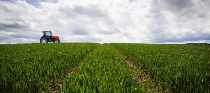 Cepsa y CSIC investigan la plantación de cultivos energéticos de cobertura para producir biocombustibles