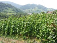 INTIA consigue recuperar 14 variedades hortícolas antiguas de Navarra