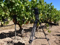 Desarrollo de un servicio de viticultura de precisión para la monitorización del viñedo