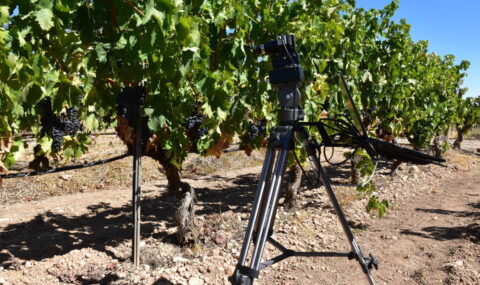 Desarrollo de un servicio de viticultura de precisión para la monitorización del viñedo