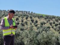Tecnología para la predicción temprana de la cosecha del olivar